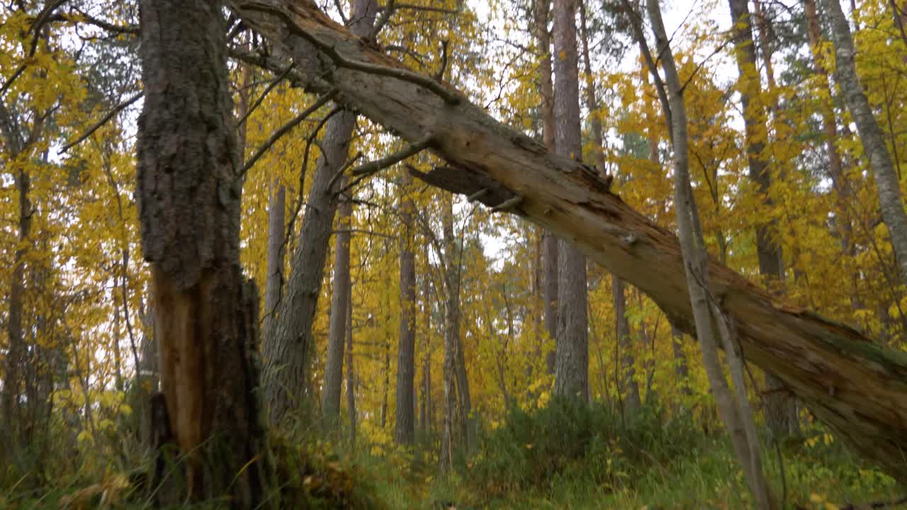 árbol roto caído en medio del bosque boreal durante el otoño - tiro revelador inclinado hacia arriba