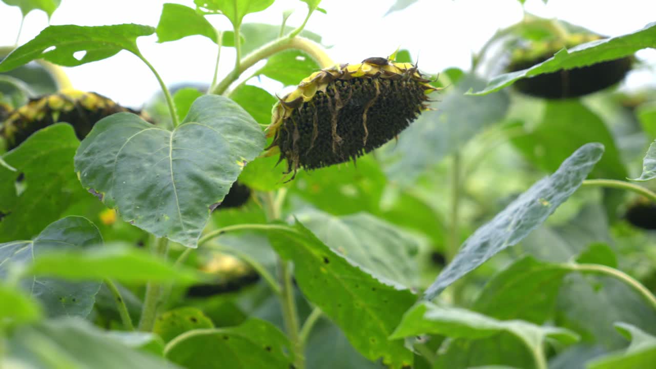 Agricultural field of dry ripe sunflower ready for harvest at sunny autumn day close up,focusing on the texture of the drying seeds