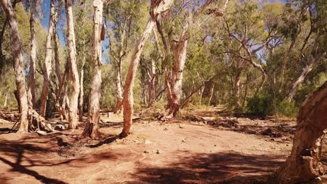 Aerial-Drone-flying-through-Australian-Desert-Oasis-Billabong-Paperbark-Forest