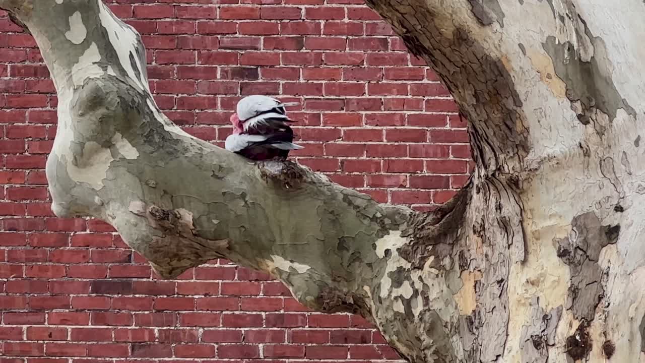 두 마리의 분홍색과 회색 갈라 새가 나가지에서 짓기를 하고 있다.