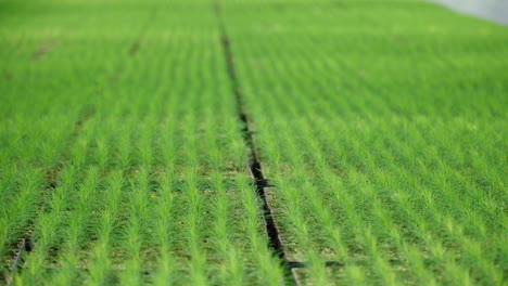 Invernadero-Para-El-Crecimiento-De-Plantas-Y-árboles.-Pinos-Creciendo.-Granja-Hidropónica