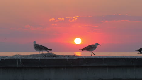 Möwen-Vor-Meer-Und-Sonnenuntergang-Im-Hintergrund