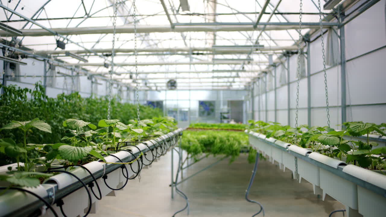 Diverse greenery grown with the Hydroponic method in a greenhouse