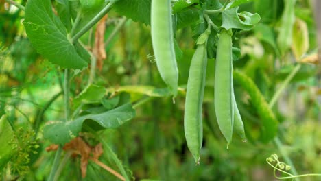 fresh green pea pods growing on a vine