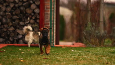 belgian shepard puppy running toward camera in slow motion