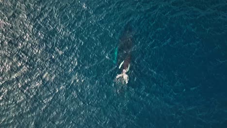 humpback whale with newborn calf dancing and playing close to his mother