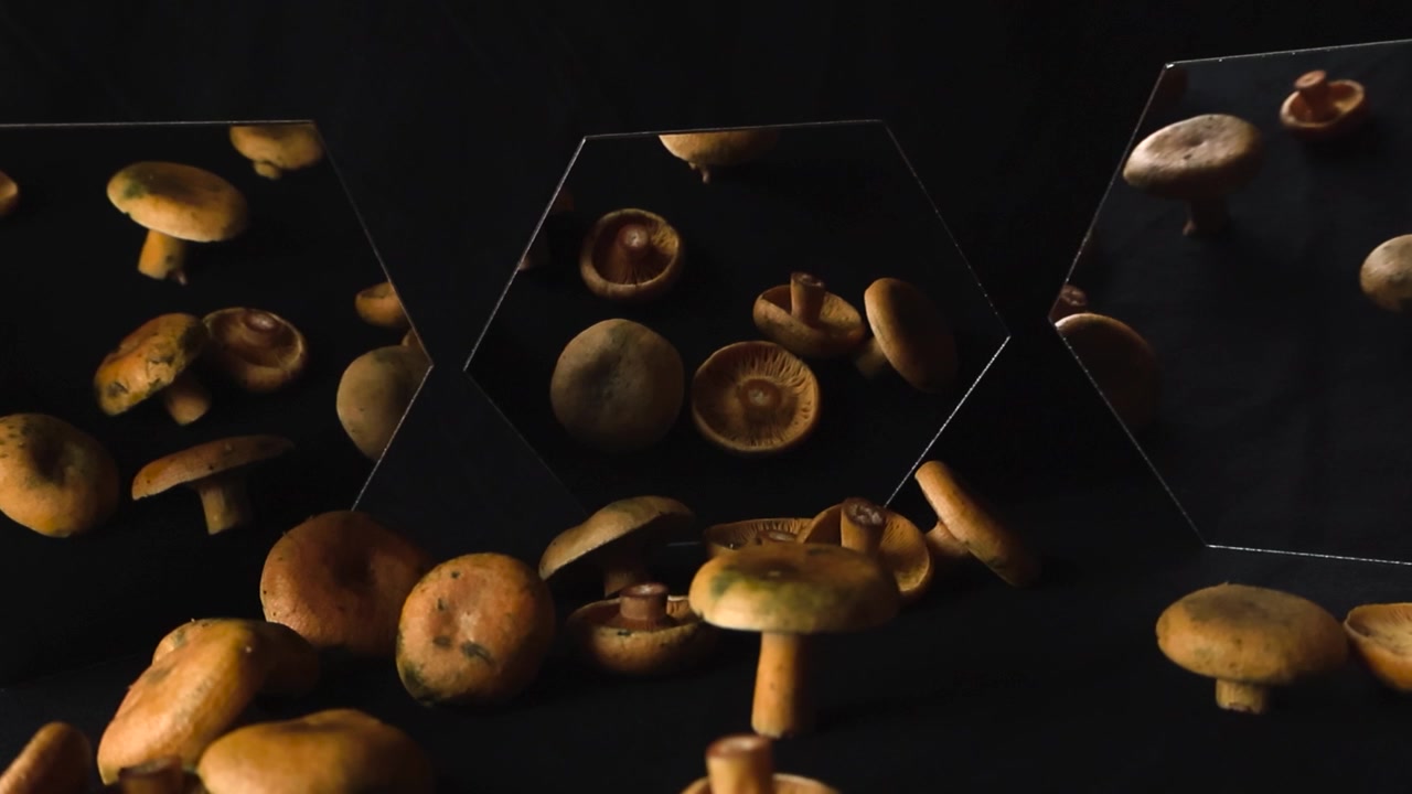 Freshly picked orange milkcap mushrooms. Also known as Lactarius deliciosus. Slowly rotating on a dark background with reflections in hexagonal mirrors creating a kaleidoscopic and mesmerizing effect