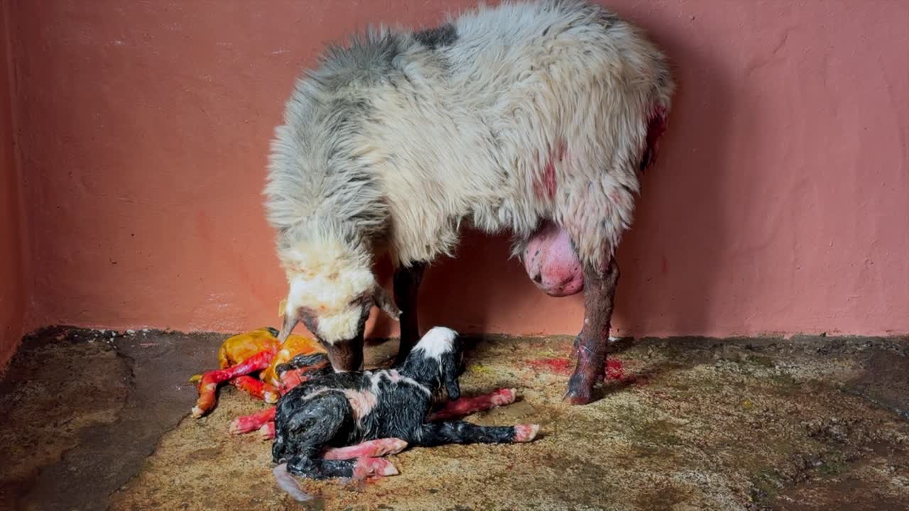 Bewegender Moment, wie ein Mutterschaf sein neugeborenes Lamm direkt nach der Geburt in einem rustikalen Stall säubert. Der Mutterinstinkt im Tierreich