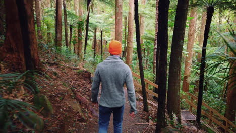 slow motion of a male hiker walking on the mountain trail through forest trees in new zealand - back view, high angle