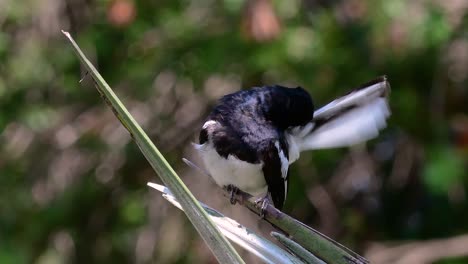 the oriental magpie-robin is a very common passerine bird in thailand in which it can be seen anywhere