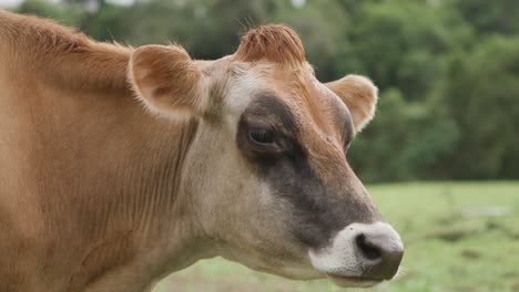 gran vaca marrón en un campo