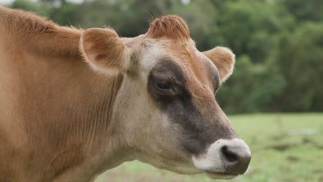 large brown cow in a field