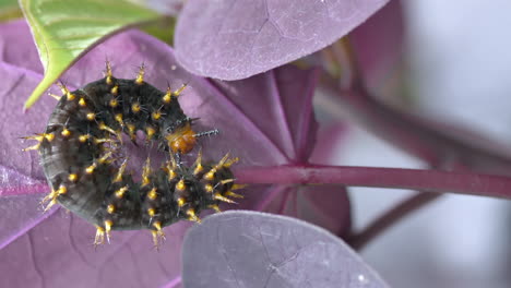 macro shot of crawling caterpillar on purple colored leaves in forest in 4k