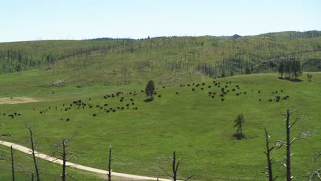 aerial shot flying past a herd of grazing buffalo in the south dakota plains