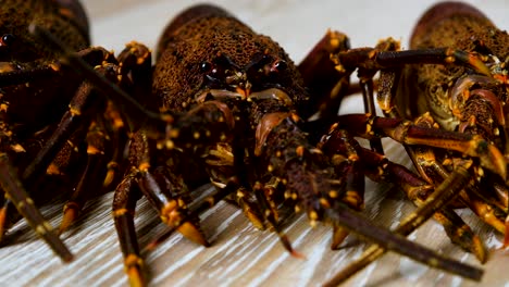 close up shot of angry looking live cape rock lobster, static