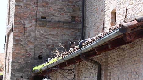 birds perched on a building's roof