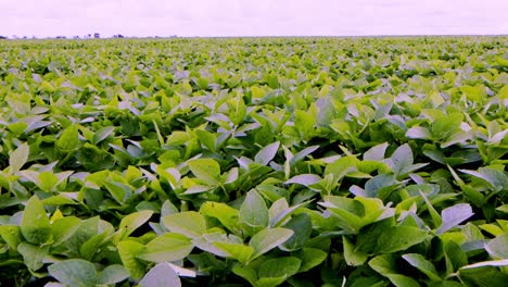 viento que sopla a través de un campo de soja en una gran plantación en brasil