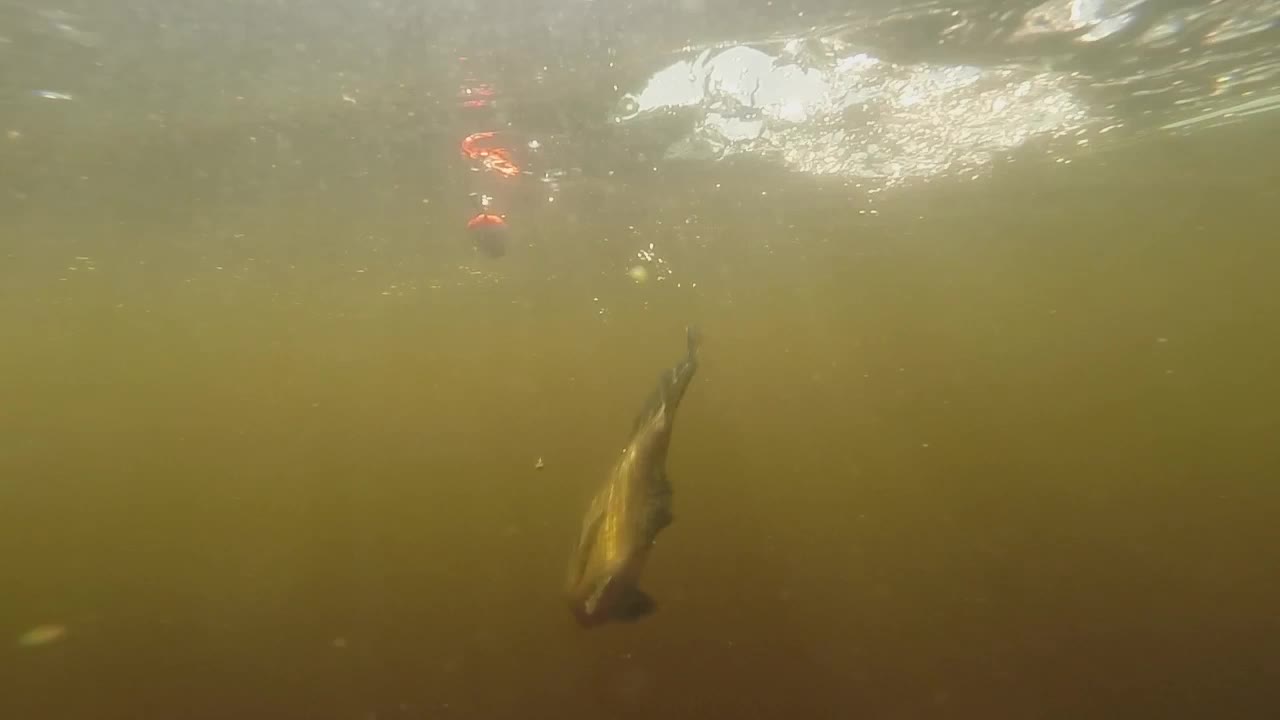 GoPro Captured A Fish Swimming Underwater. - Closeup