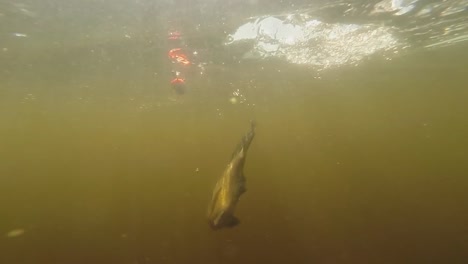 gopro captured a fish swimming underwater. - closeup