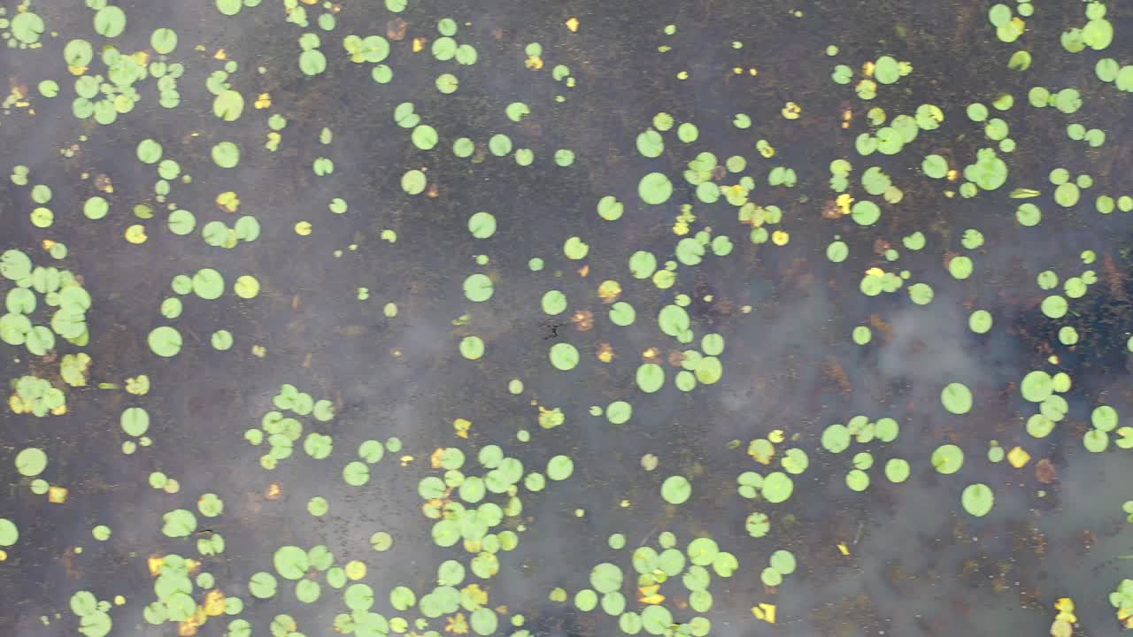 수풀 이 있는 연못 의 위 에서 아래 로 보이는 모습