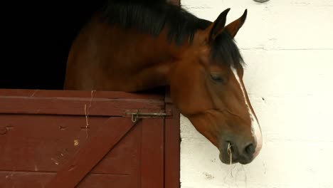 horse eating hay in stable