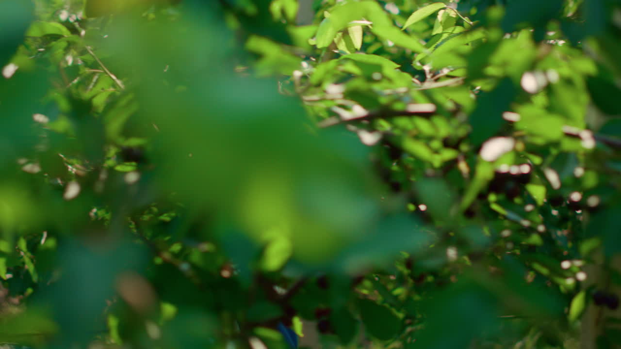 mujer agrónoma comprobando la calidad de las plantas con una tableta en una granja verde moderna