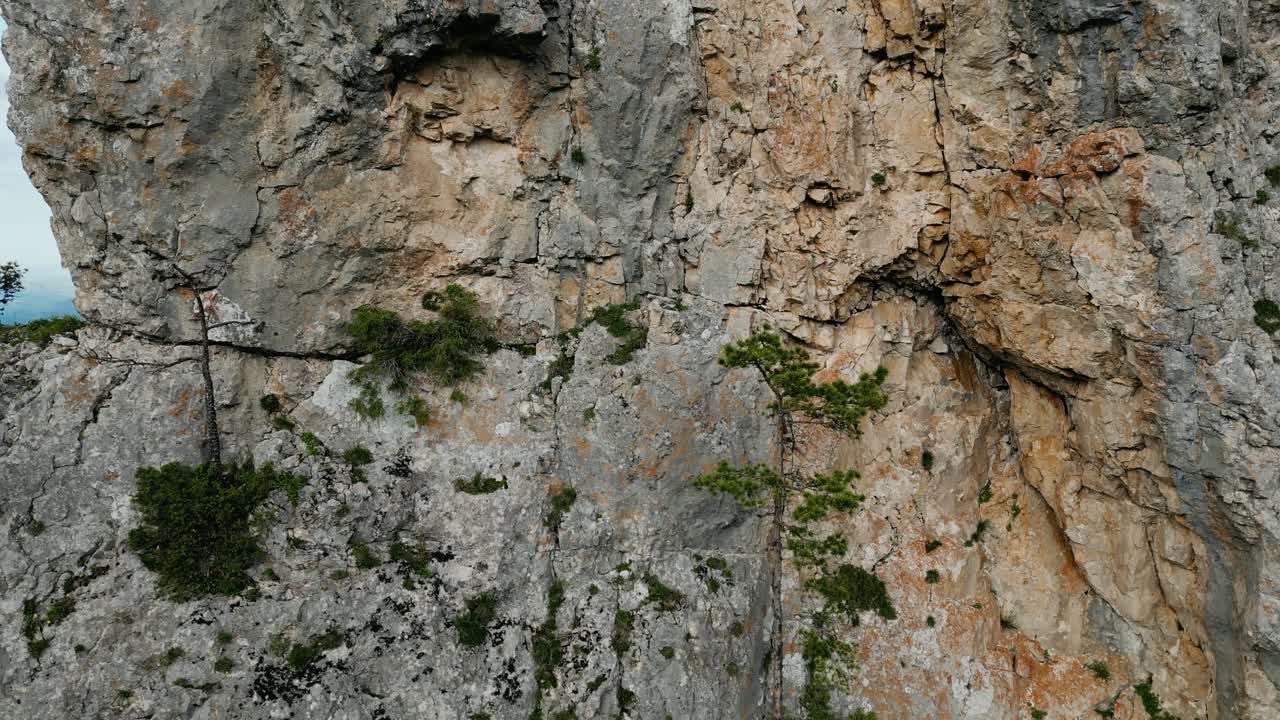 el musgo de liquen cubre la cara lateral del acantilado rocoso dentado con pequeños árboles en la parte superior