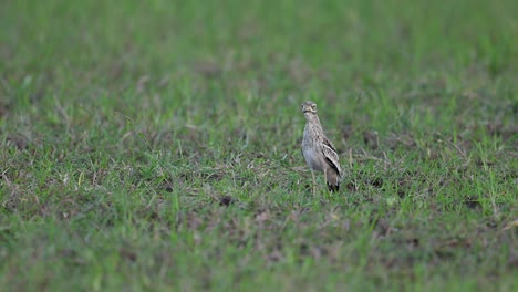 Indischer-Dickknie-Burhinus-Indicus-Ruft-In-Der-Brutzeit-Auf-Grünen-Feldern