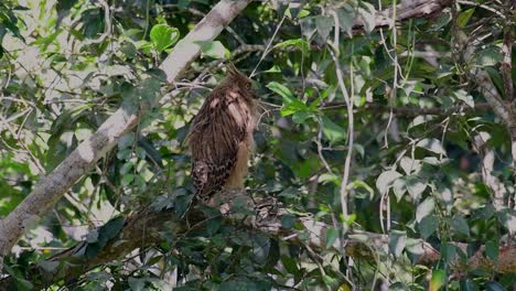 The-Buffy-Fish-Owl-is-a-big-owl-and-yet-the-smallest-among-the-four-Fish-Owls