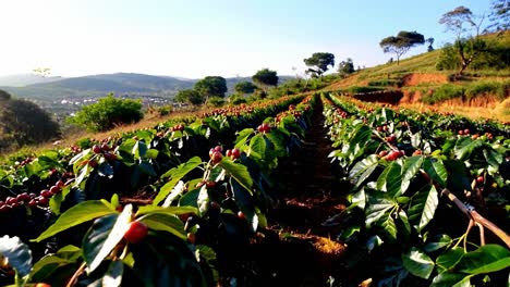 coffee plantation on a hillside