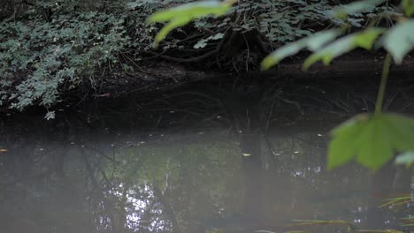 a tilt up over a little river in a german forest