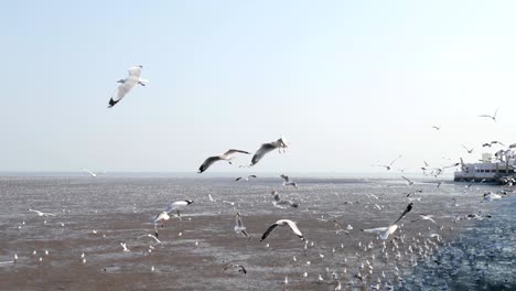 4k of seagulls circling above the mangrove forest at bang pu samut prakan , thailand