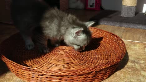 kittens