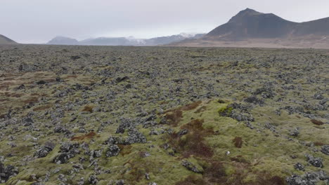 aerial view of icelandic moss covering lava fields in wilderness of iceland