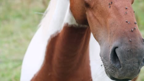 Fly-Infestation:-Slow-Motion-Close-Up-of-Horse's-Face-Battling-Pesky-Insects---4K-Footage