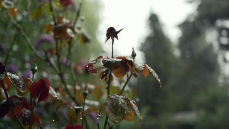 faded rose, rainy and cloudy autumn day