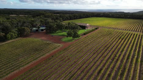 drone flying over vineyard with ocean in background, cherubino winery cellar door at margaret river region in australia