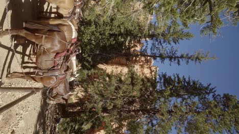 Vertikale-Aufnahme-Eines-Pferdestalls-Auf-Einer-Geführten-Tour-In-Der-Wüste-Im-Süden-Utahs,-Umgeben-Von-Hohen,-Mageren-Bäumen-Mit-Einer-Großen-Hoodoo-Formation-Aus-Sandstein-Im-Hintergrund-An-Einem-Sonnigen-Sommertag