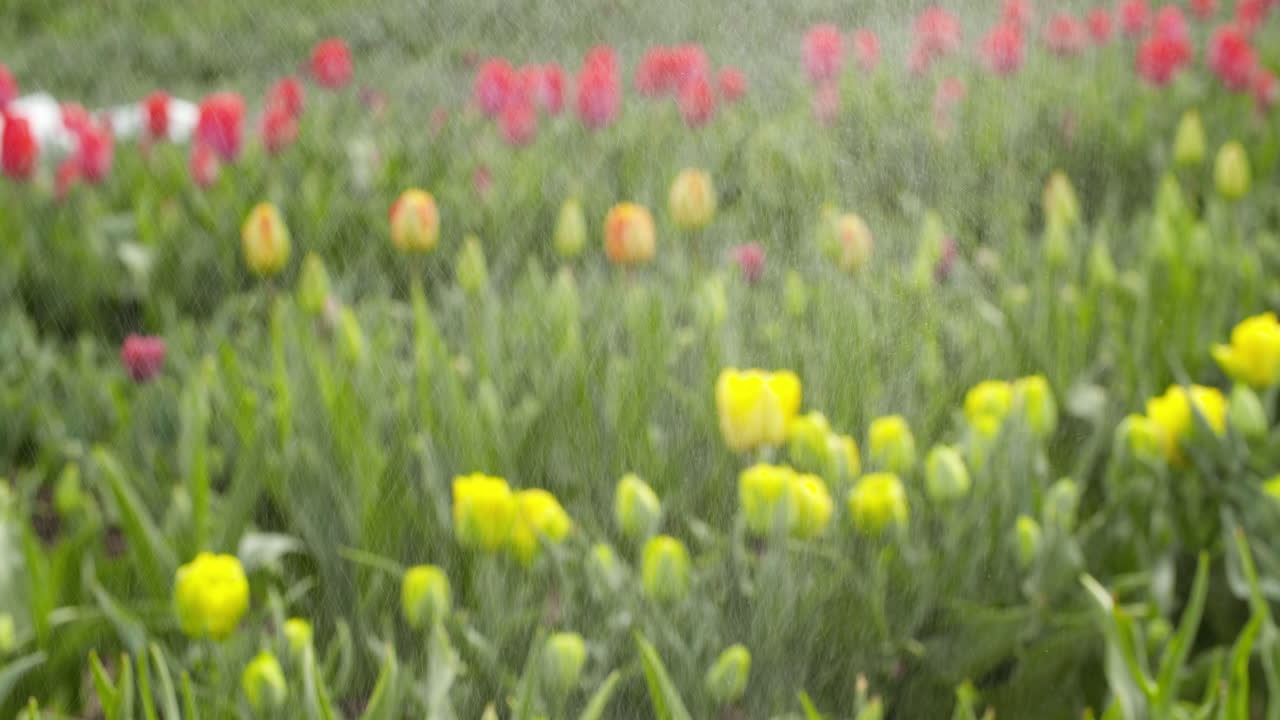 плантация тюльпанов в нидерландах сельское хозяйство 14