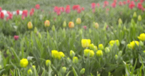 Tulips-Plantation-In-Netherlands-Agriculture-14