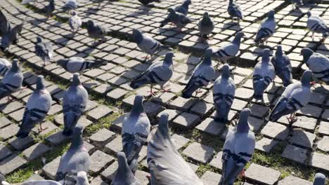 pigeons on cobblestones