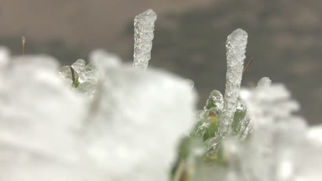 frozen plant