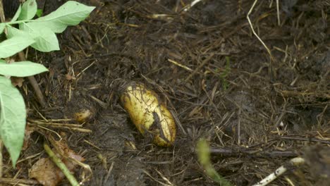 se cosechan papas de almendra que se han cultivado con un método ruth stout usando heno.