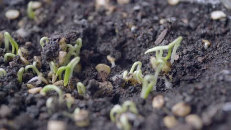 closeup view of seedlings growing in soil