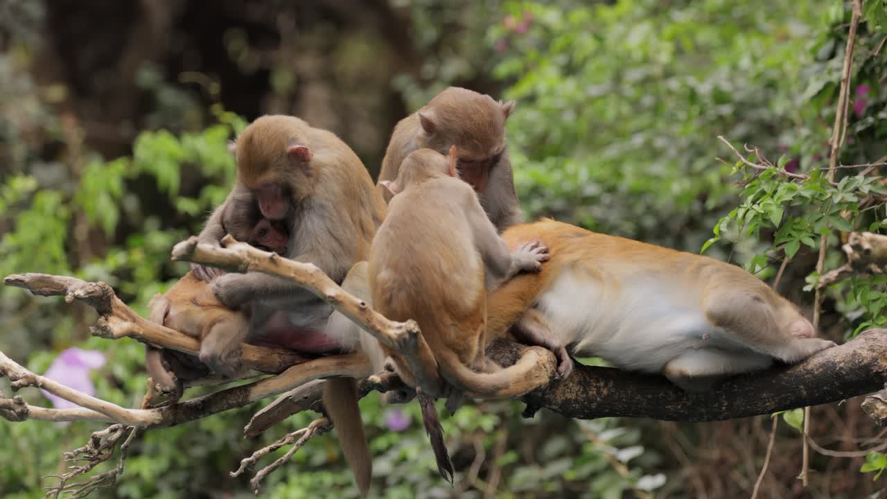 los macacos constituyen un género (macaca) de monos gregarios. los macacos se encuentran en una variedad de hábitats en todo el continente asiático y son altamente adaptables.