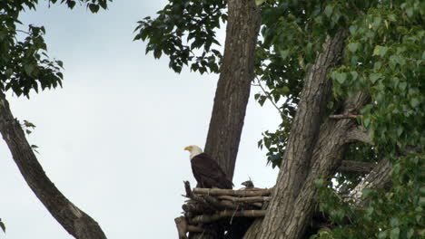 bald eagle screaming while on nest with chicks in wilderness