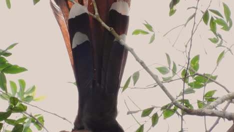 Squirrel-Cuckoo-also-know-Alma-de-Gato-or-Cuckoo-Ardilla-sitting-and-cleaning-on-tree-branch