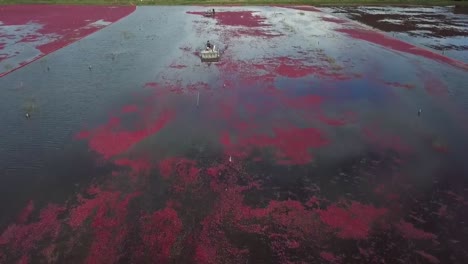 Pantano-De-Arándanos-Cosecha-Húmeda-En-Wisconsin,-Estados-Unidos,-Dolly-En-Toma-Aérea