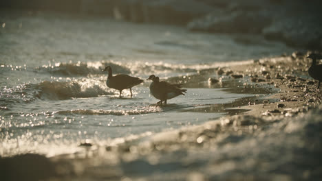 Canadian-Geese-Walking-into-Stormy-Lake-Waves-during-Summer-Sunset