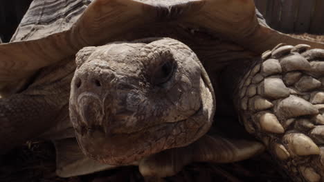 Tortuga-Estimulada-Africana-Antigua---Especie-Muy-Antigua-De-Tortuga